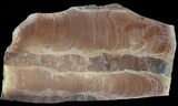 Polished Stromatolite (Jurusania) From Russia - Million Years #57563-1